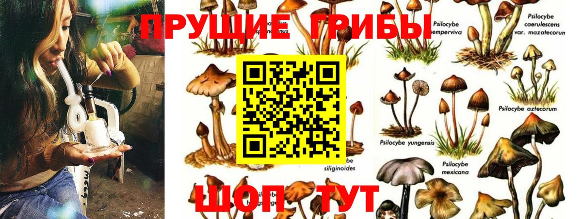 Галлюциногенные грибы Psilocybe Брянск